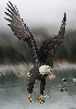 GhostEagle